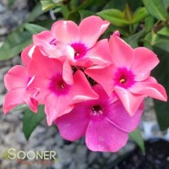 CORAL CRÈME DROP™ GARDEN PHLOX -Happy Planter Shop DETA 2868
