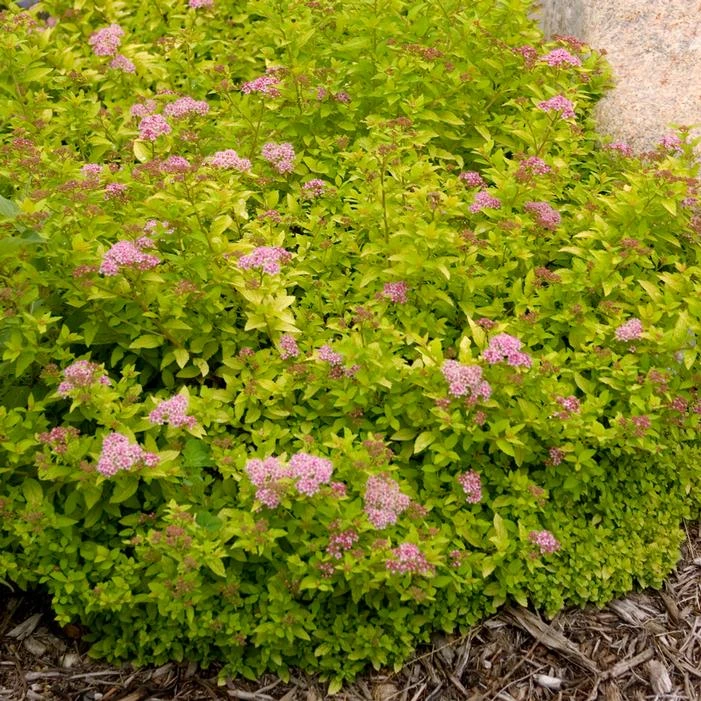 SUNDROP™ SPIRAEA 1 SUNDROP™ SPIRAEA