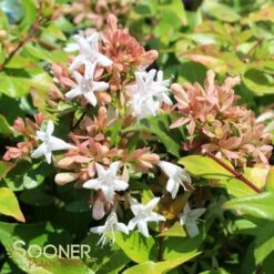 ETERNAL SUNSHINE™ ABELIA 8 ETERNAL SUNSHINE™ ABELIA -Happy Planter Shop DETA 2895