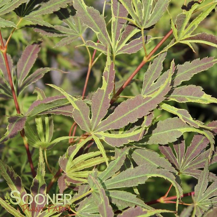 MANYO NO SATO UPRIGHT JAPANESE MAPLE 2 MANYO NO SATO UPRIGHT JAPANESE MAPLE - Image 2