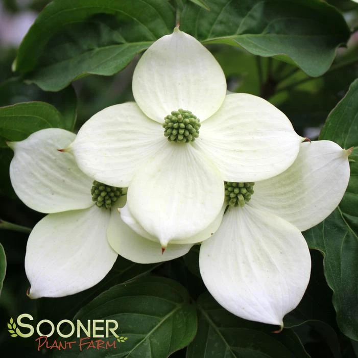 MILKY WAY CHINESE DOGWOOD 1 MILKY WAY CHINESE DOGWOOD