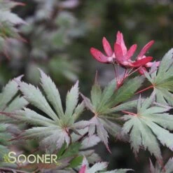 Featured Products -Happy Planter Shop DETA 3096