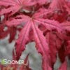 AMAGI SHIGURE UPRIGHT JAPANESE MAPLE