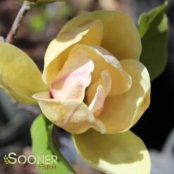 Featured Products -Happy Planter Shop DETA 3121