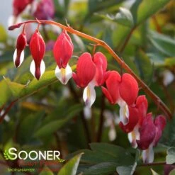VALENTINE BLEEDING HEART -Happy Planter Shop DETA 3126