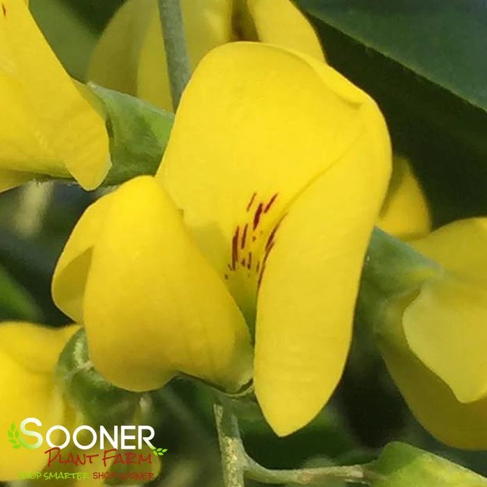 GOLDEN CHAIN TREE 1 GOLDEN CHAIN TREE