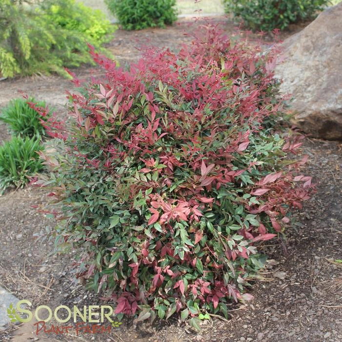 OBSESSION™ NANDINA 2 OBSESSION™ NANDINA - Image 2