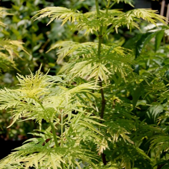 MORDEN GOLDEN GLOW ELDERBERRY 1 MORDEN GOLDEN GLOW ELDERBERRY