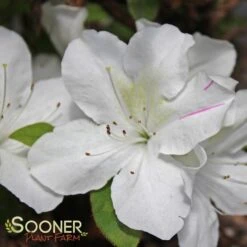 AUTUMN LILY® ENCORE® AZALEA 5 AUTUMN LILY® ENCORE® AZALEA -Happy Planter Shop DETA 3308