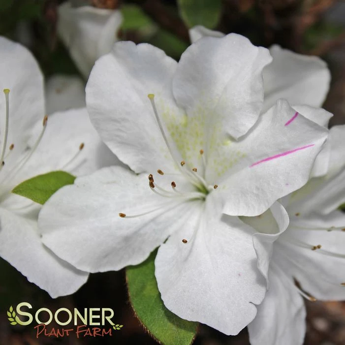 AUTUMN LILY® ENCORE® AZALEA 3 AUTUMN LILY® ENCORE® AZALEA - Image 3