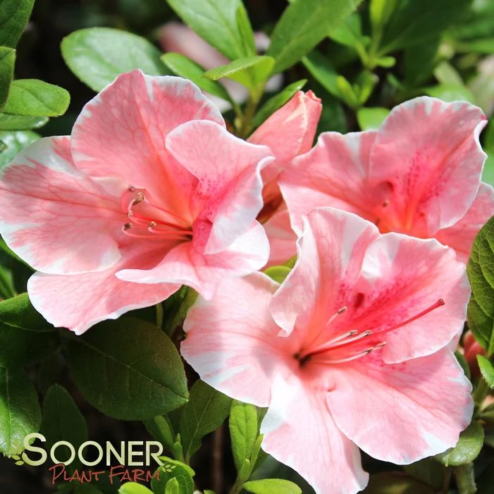 AUTUMN SUNBURST® ENCORE® AZALEA 2 AUTUMN SUNBURST® ENCORE® AZALEA - Image 2