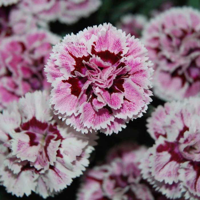 SUPERTROUPER™ VELVET WHITE DIANTHUS 1 SUPERTROUPER™ VELVET WHITE DIANTHUS