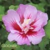 PURPLE PILLAR® ALTHEA