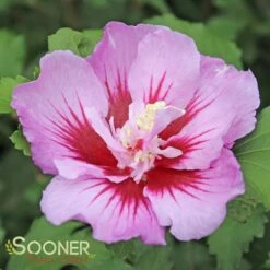 PURPLE PILLAR® ALTHEA