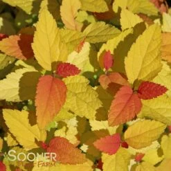 DOUBLE PLAY® CANDY CORN® SPIRAEA -Happy Planter Shop DETA 3367