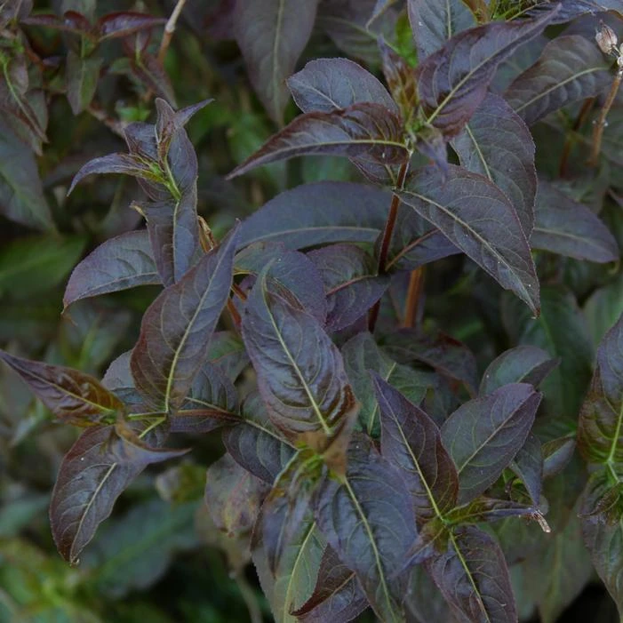 KODIAK® BLACK BUSH HONEYSUCKLE 1 KODIAK® BLACK BUSH HONEYSUCKLE