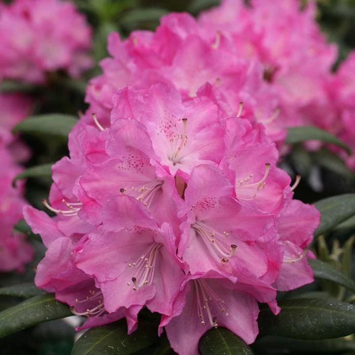 DANDY MAN® PINK RHODODENDRON 1 DANDY MAN® PINK RHODODENDRON
