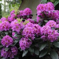 DANDY MAN® PURPLE RHODODENDRON -Happy Planter Shop DETA 3447
