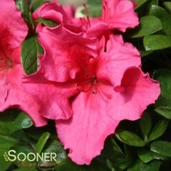 BLOOM-A-THON® HOT PINK AZALEA -Happy Planter Shop DETA 3448
