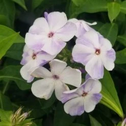 FLAME® BLUE GARDEN PHLOX