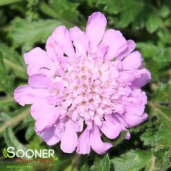 PINK MIST PINCUSHION FLOWER -Happy Planter Shop DETA 353