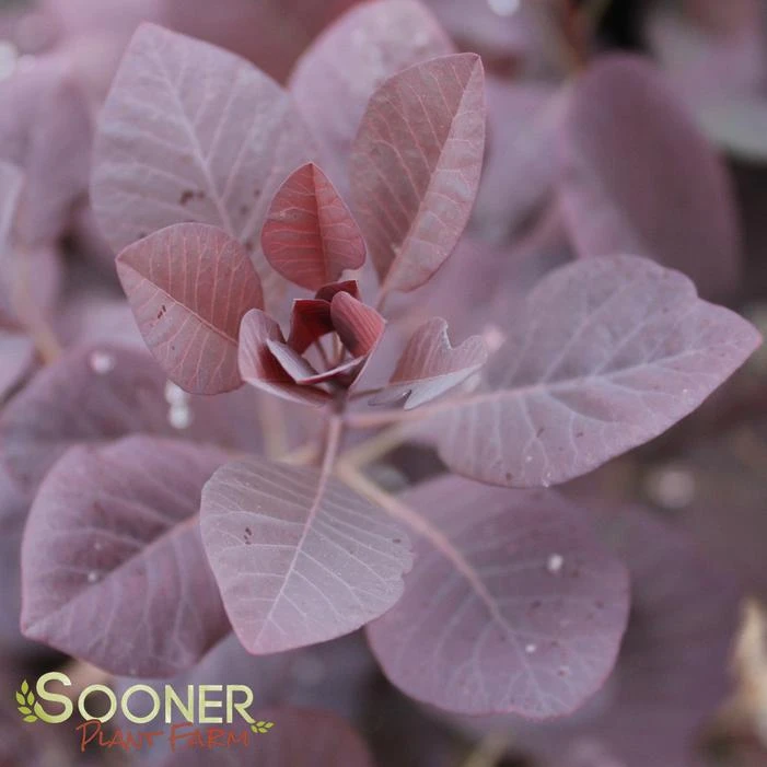 WINECRAFT BLACK® SMOKETREE 1 WINECRAFT BLACK® SMOKETREE