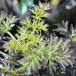 LACED UP® UPRIGHT ELDERBERRY -Happy Planter Shop DETA 3616