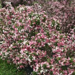 CZECHMARK TRILOGY® WEIGELA -Happy Planter Shop DETA 3617