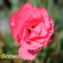 FRUIT PUNCH® CLASSIC CORAL DIANTHUS -Happy Planter Shop DETA 3633