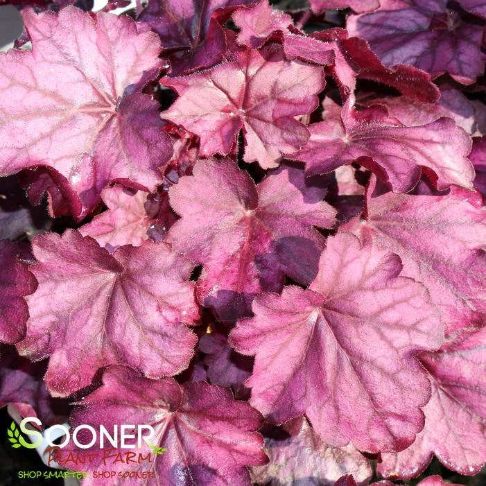 PRIMO® WILD ROSE CORAL BELLS 3 PRIMO® WILD ROSE CORAL BELLS - Image 3