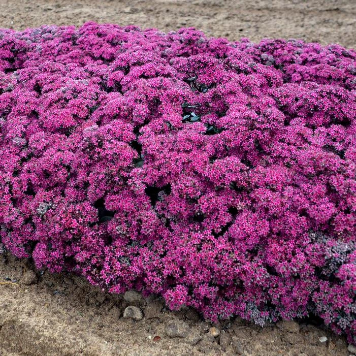 ROCK 'N ROUND™ SUPERSTAR SEDUM 1 ROCK 'N ROUND™ SUPERSTAR SEDUM
