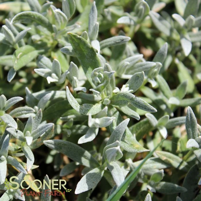 YO YO SNOW IN SUMMER 1 YO YO SNOW IN SUMMER