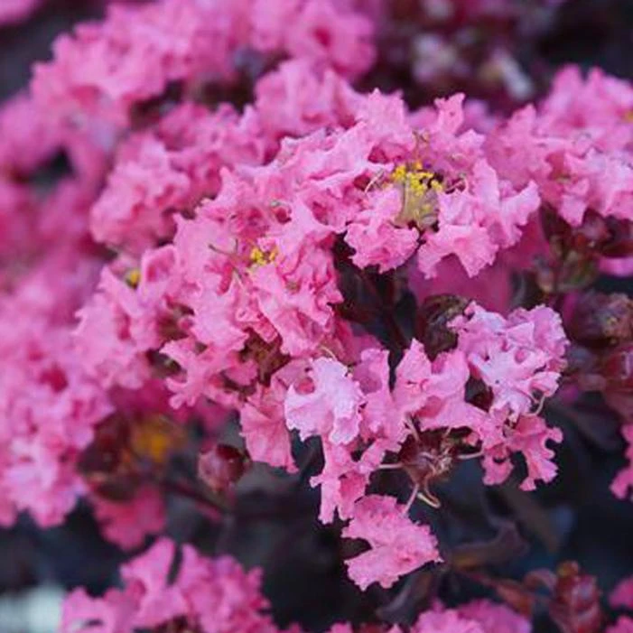 BLACK DIAMOND® SHELL PINK CRAPEMYRTLE 1 BLACK DIAMOND® SHELL PINK CRAPEMYRTLE