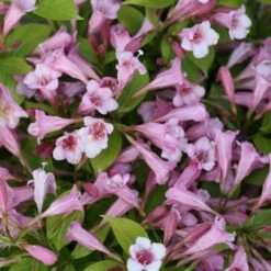 SNIPPET LIME® WEIGELA -Happy Planter Shop DETA 3754