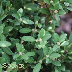 WINTERGREEN KOREAN BOXWOOD