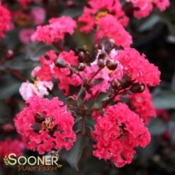 DOUBLE DYNAMITE® CRAPEMYRTLE -Happy Planter Shop DETA 3805
