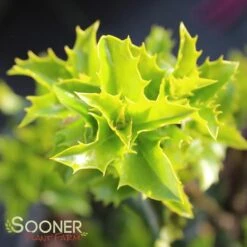 CASTLE KEEP® BLUE HOLLY 5 CASTLE KEEP® BLUE HOLLY -Happy Planter Shop DETA 3847