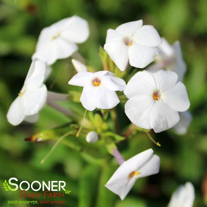 FASHIONABLY EARLY CRYSTAL GARDEN PHLOX 1 FASHIONABLY EARLY CRYSTAL GARDEN PHLOX