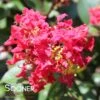 RIKKI TIKKI® ROUGE CRAPEMYRTLE