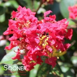 RIKKI TIKKI® ROUGE CRAPEMYRTLE