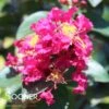 RIKKI TIKKI® PINK CRAPEMYRTLE