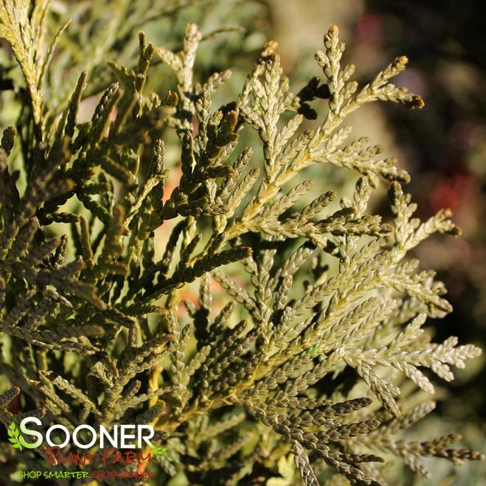 SKYWALKER™ ARBORVITAE 2 SKYWALKER™ ARBORVITAE - Image 2