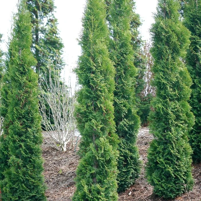 FULL SPEED A HEDGE® THIN MAN® ARBORVITAE 1 FULL SPEED A HEDGE® THIN MAN® ARBORVITAE