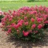 BELLINI® RASPBERRY CRAPEMYRTLE