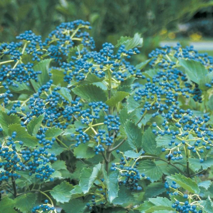 BLUE MUFFIN® VIBURNUM 1 BLUE MUFFIN® VIBURNUM