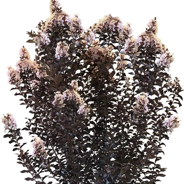 THUNDERSTRUCK™ WHITE FLASH CRAPEMYRTLE 2 THUNDERSTRUCK™ WHITE FLASH CRAPEMYRTLE - Image 2
