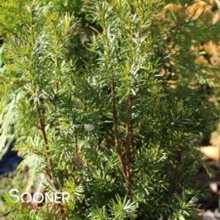 H.M. EDDIE UPRIGHT YEW