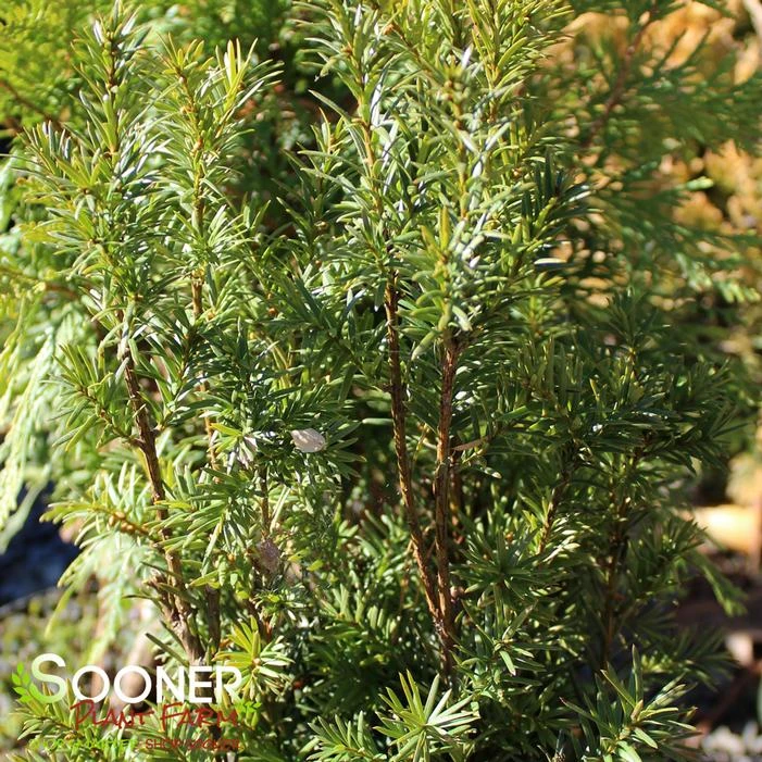 H.M. EDDIE UPRIGHT YEW 1 H.M. EDDIE UPRIGHT YEW