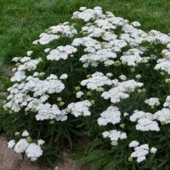 FIREFLY DIAMOND YARROW -Happy Planter Shop DETA 4091