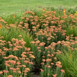 FIREFLY PEACH SKY YARROW -Happy Planter Shop DETA 4092